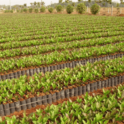 Xử lý hạt giống để nhân giống